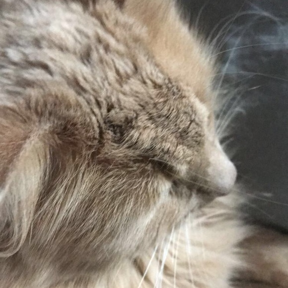 Meet your Posher, Emma - Picture 1 of 1